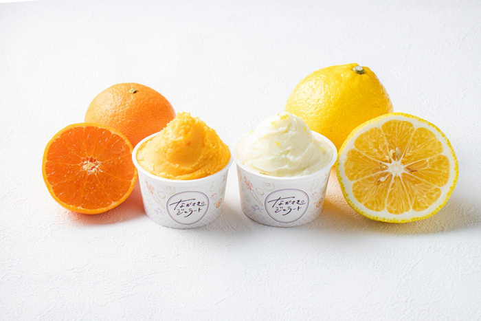 ながさきジェラート　長崎柑橘 "津之輝"（左）／長崎柑橘 "はるか"（右）