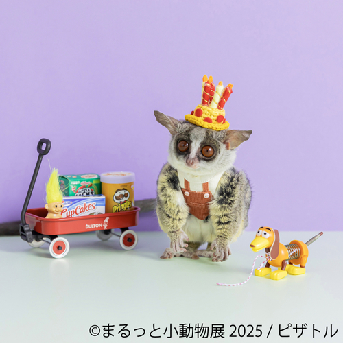 まるっと小動物展 展示作品：ピザトル