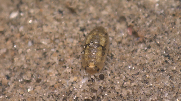 ハマダンゴムシ