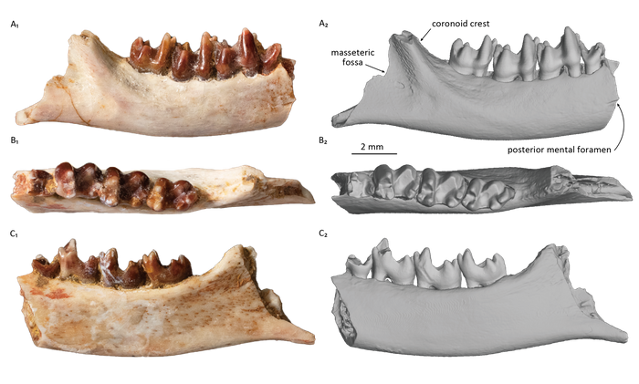 研究対象となった哺乳類化石の3方向からの画像（IPMAS所蔵・保管）