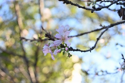 SL列車付近に咲いている十月桜