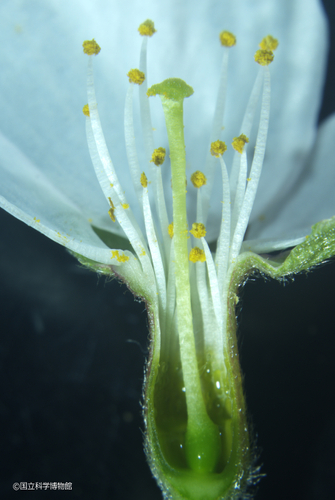 ソメイヨシノ花（断面）