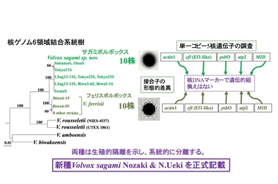 図4. 本研究で明らかになったサガミボルボックスとフェリスボルボックスの差異と分類学的結論。