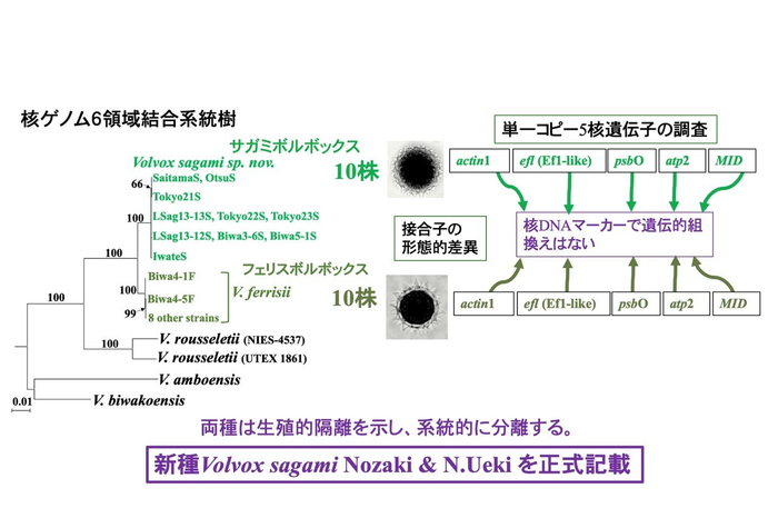図4. 本研究で明らかになったサガミボルボックスとフェリスボルボックスの差異と分類学的結論。