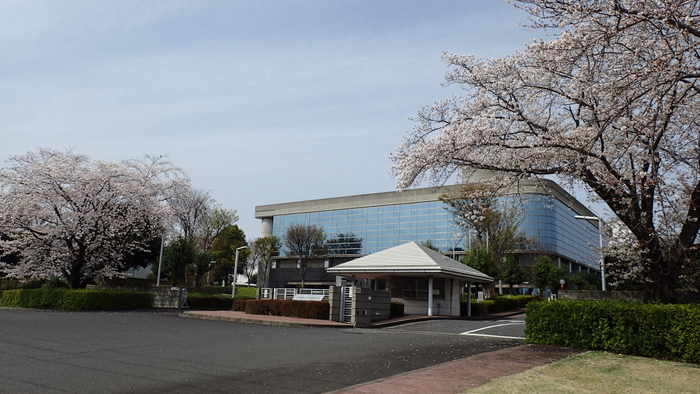 写真2：満開のソメイヨシノと研究所本館