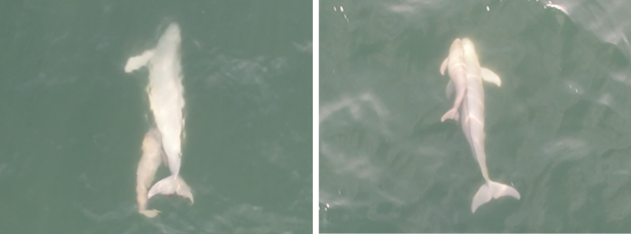 ドローンで撮影したスナメリの子どもと成体（左：授乳、右：社会的接触）八木原風 撮影