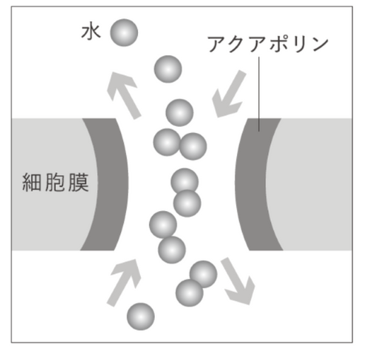 アクアポリンイメージ
