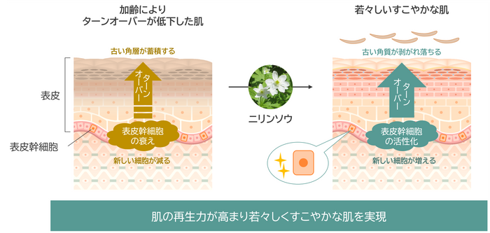 研究成果の概要