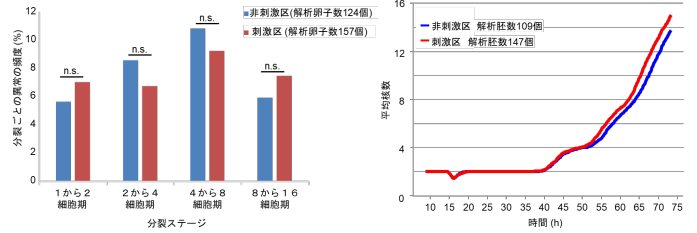 図2 刺激区と非刺激区における染色体分配異常の頻度。両群に有意差はなかった。(左)、図3 刺激区と非刺激区における受精卵の発生速度。両群に大きな違いはなかった。