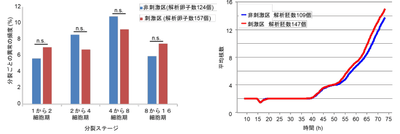 図2 刺激区と非刺激区における染色体分配異常の頻度。両群に有意差はなかった。(左)、図3 刺激区と非刺激区における受精卵の発生速度。両群に大きな違いはなかった。