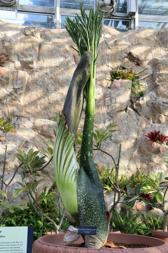 2022年12月15日撮影