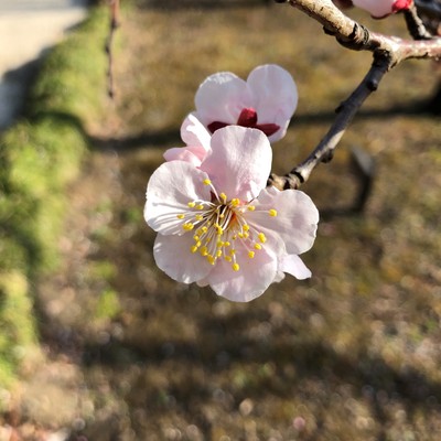 「豊後」