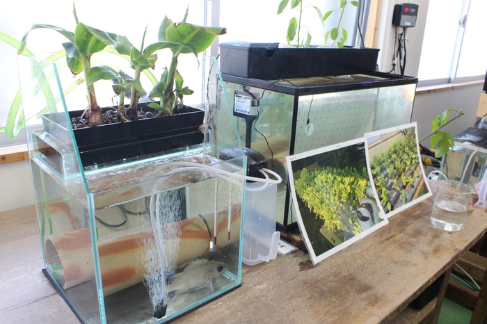 アクアポニックスで栽培しているバナナ（左）とトマト（右）