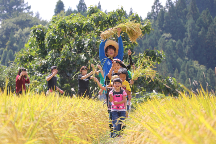 お米の収穫体験