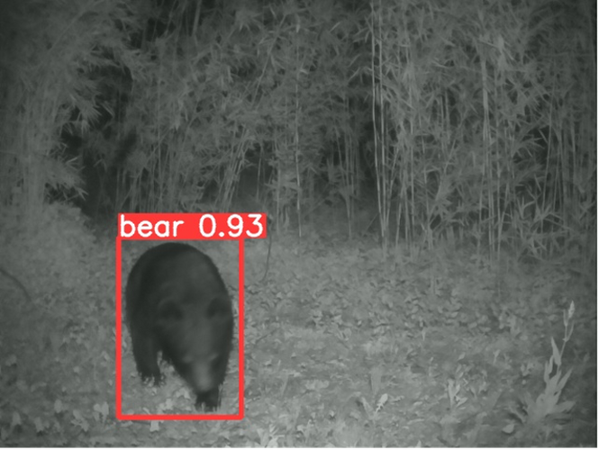 エッジで認識しているクマの画像