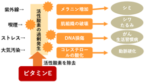ビタミンEの抗酸化作用は活性酸素の生成を抑制