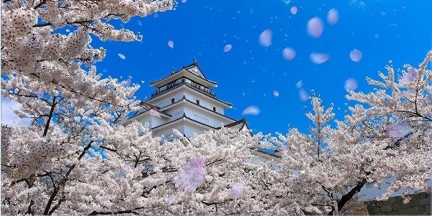 写真:鶴ヶ城 (宿から車で約20分、例年の見ごろ、4月中旬~下旬)