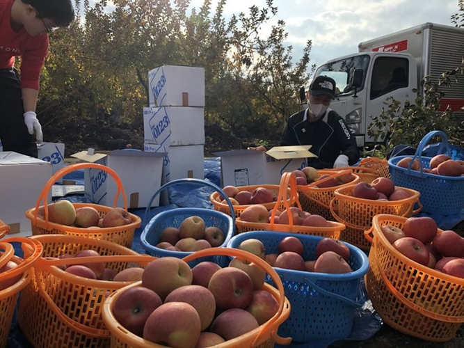 ▲泥から林檎を拾い上げて梱包