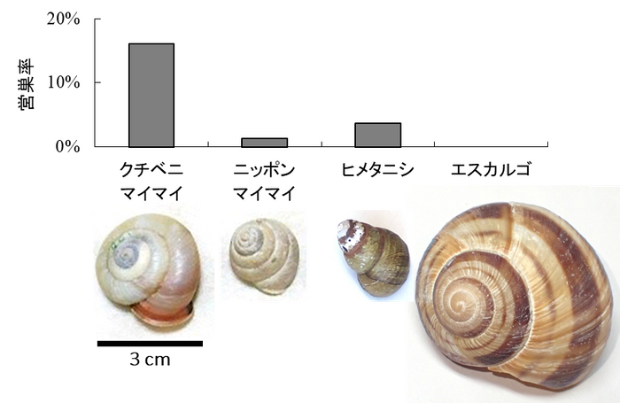 図1 野外における4種類の巻貝の空き殻に対する営巣選好性