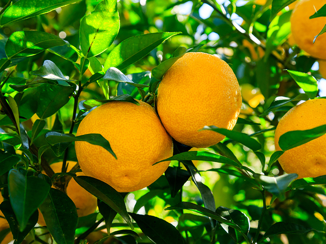 TOSACO「土佐っておいしい！食の商談会2026」に出店