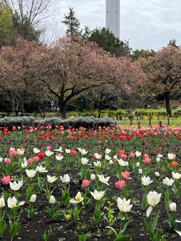 花の丘