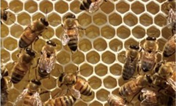 六角形の巣（ハニカム構造）を作りはちみつを貯蔵