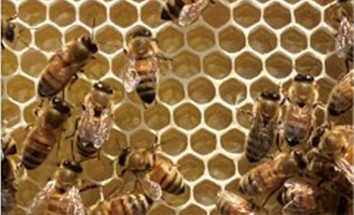 六角形の巣（ハニカム構造）を作りはちみつを貯蔵