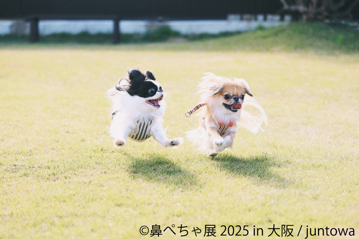 鼻ぺちゃ展 展示作品：juntowa