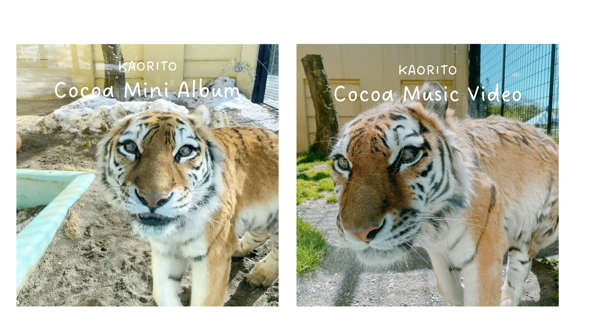 （左）ココアミニアルバム（全5曲収録）&yen;1,650 税込　（右）ココアミュージックビデオ（全3曲収録）&yen;1,980 税込
