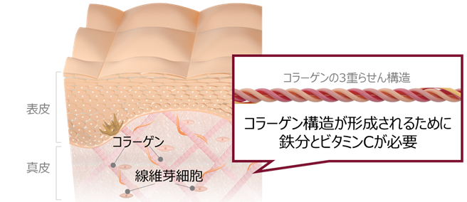 イメージ図 美しい肌のコラーゲン産生に必要な鉄分とビタミンC