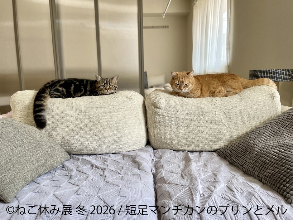 展示作品:短足マンチカンのプリンとメル
