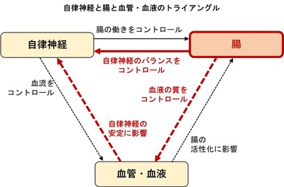 自律神経と腸は相互に影響 自律神経の乱れには腸からのアプローチが有効