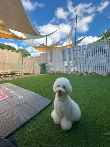 ドッグラン完備