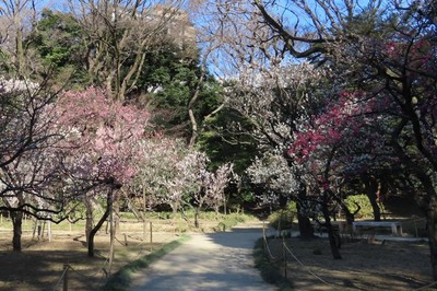 梅の花最盛期の梅林の様子（過去の様子）