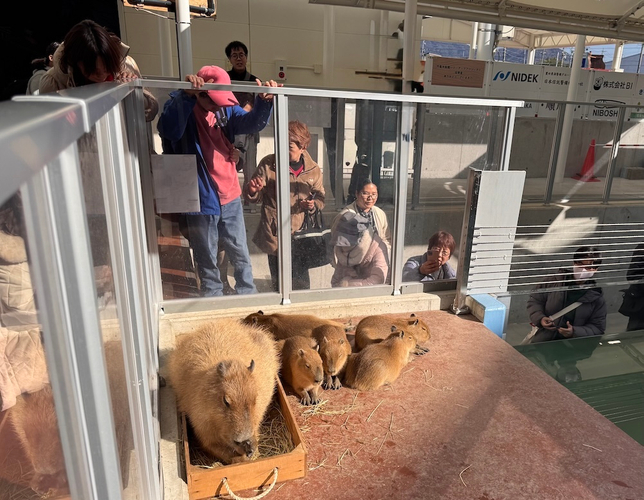 カピバラと対面