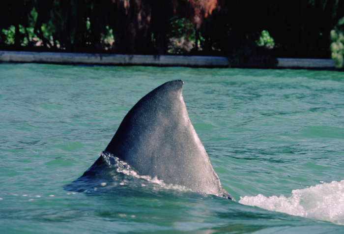 &copy; 1982 Universal City Studios LLC. All Rights Reserved.