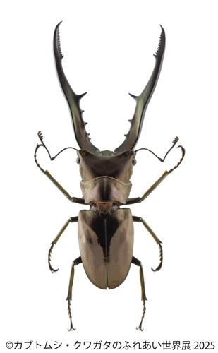 カブトムシ・クワガタのふれあい世界展 展示：メタリフェルホソアカクワガタ