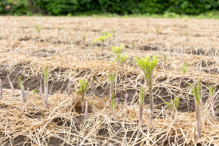 ピンク色の芽が出たこんにゃく芋