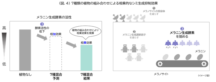 (図.4)7種類の植物の組み合わせによる相乗的なシミ生成抑制効果