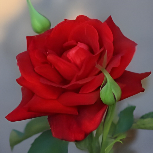 &lsquo;パパメイアン&rsquo; 