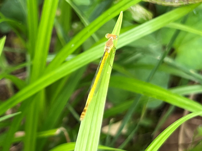 草に隠れているこちらはキイトトンボ。探すのがむずかしそう&hellip;