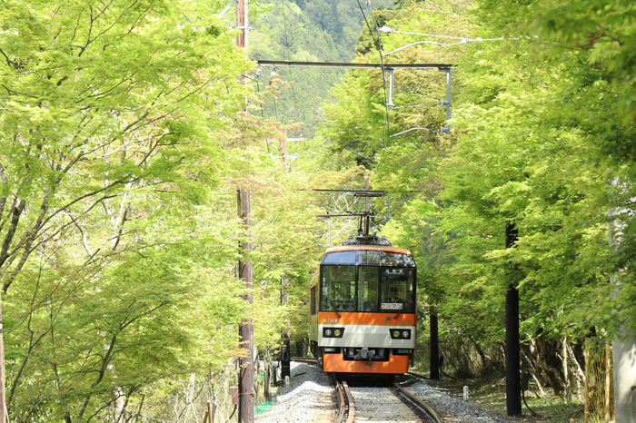 市原駅～二ノ瀬駅間「青もみじのトンネル」