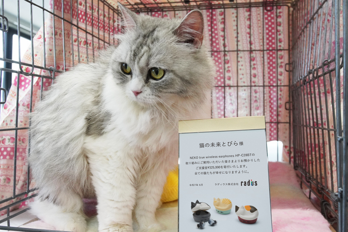 HP-C28BT_ブリーダーの飼育崩壊からレスキューされたマンチカン君