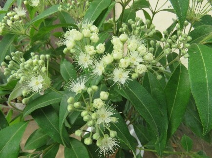 レモンマートル