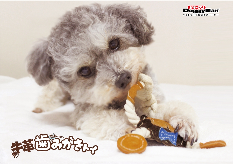 牛革歯みがきトイ　使用イメージ