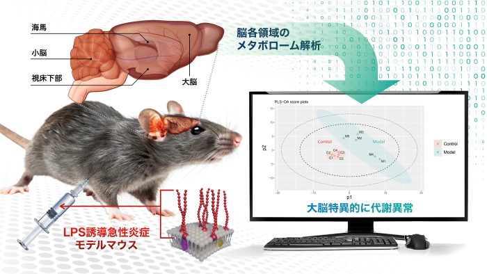 本研究の概要図（炎症モデルマウスの脳を解析し、大脳の代謝異常を確認）