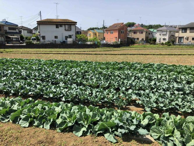 ファームマチダ東京_畑