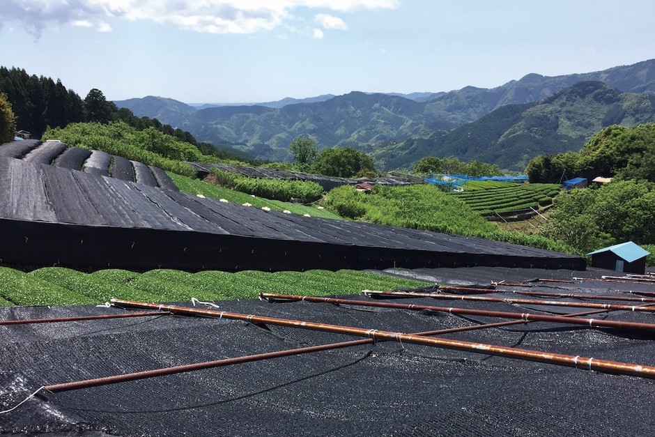 静岡県の自然豊かな山間地域で被覆栽培されている碾茶