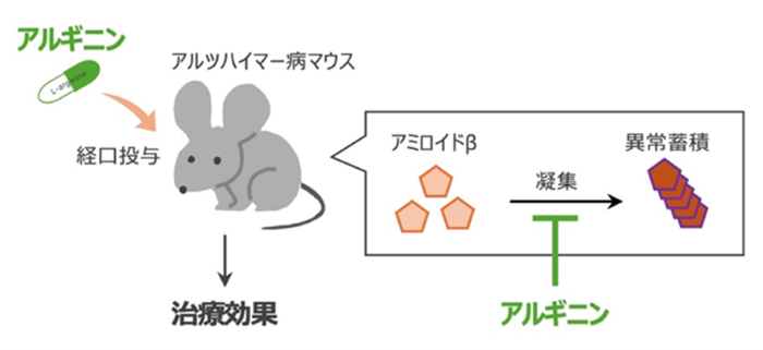 図1　アルギニンがアミロイドβの凝集を抑え、治療効果を示すことを確認