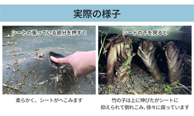 実際の様子